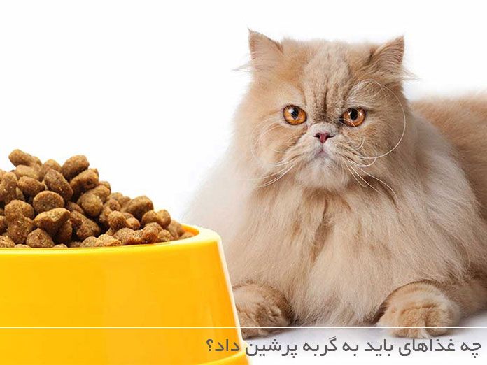 تغذیه گربه پرشین