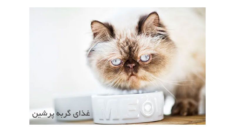 غذای گربه پرشین - چه غذاهای باید به گربه پرشین داد | پت مارکت 24