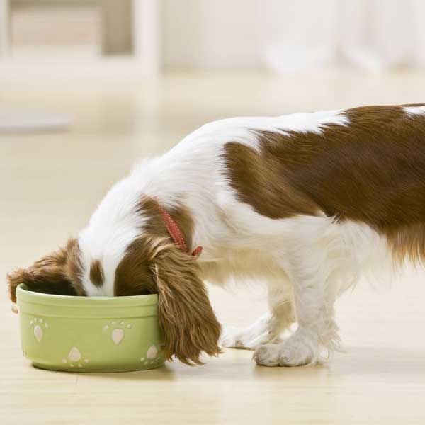 مزایای استفاده از غذای خشک توله سگ