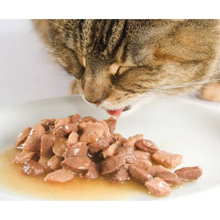 مزایای غذای کنسروی برای گربه