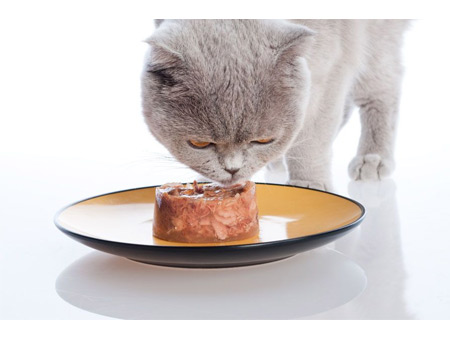چطوری غذای کنسروی را به گربه بدهیم؟